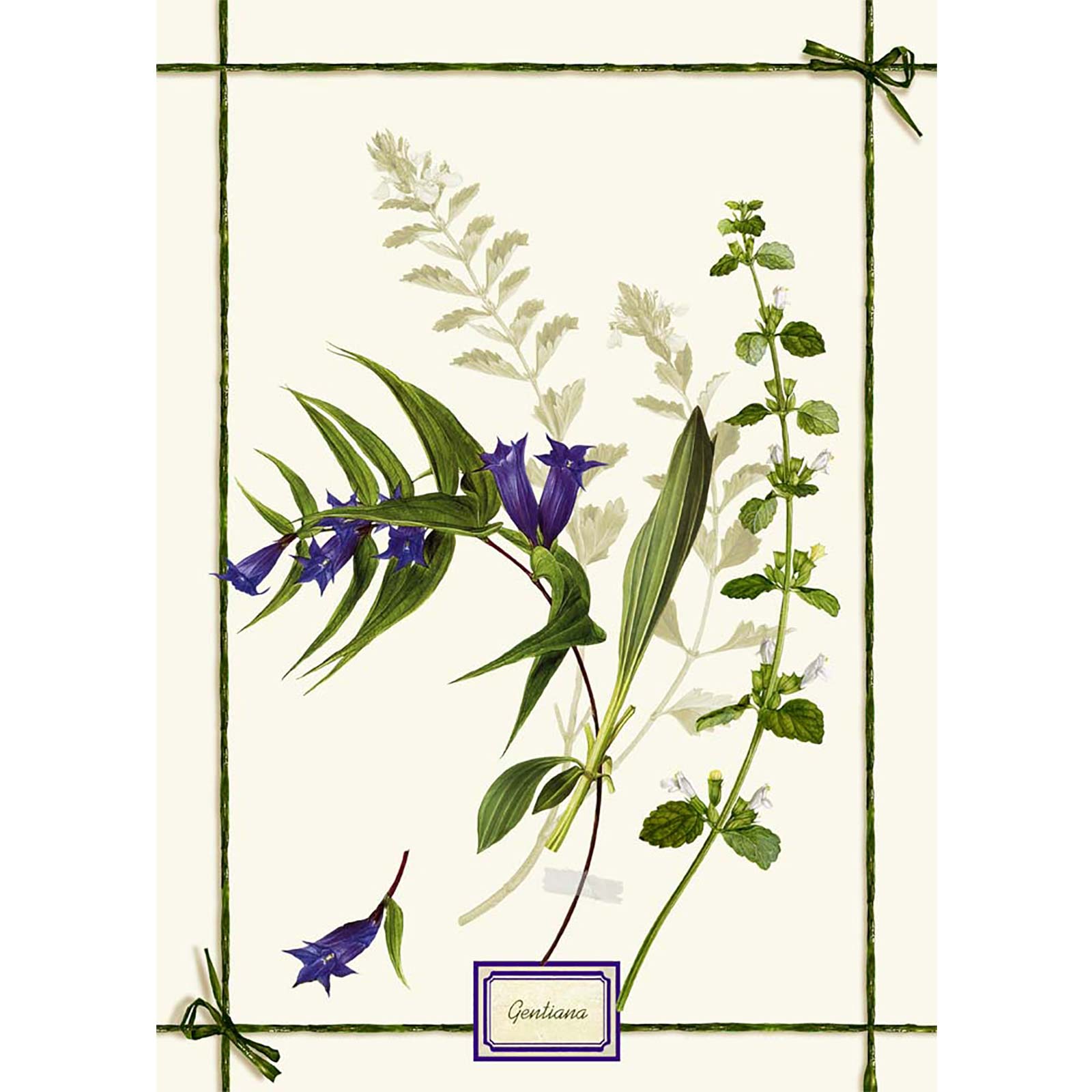Fragrance viola - canovacci
