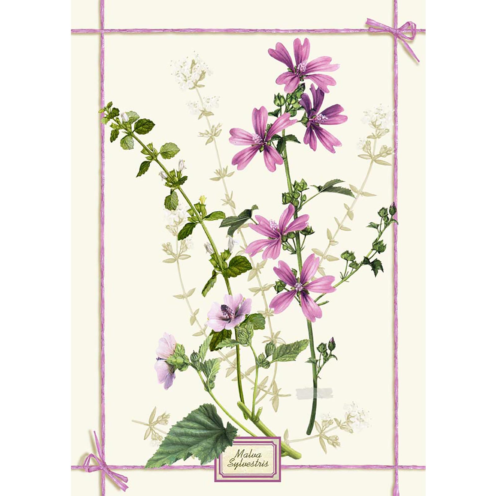 Fragrance rosa - canovacci
