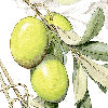 Aida giallo - Canovaccio da cucina