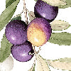 Aida viola - Canovaccio da cucina