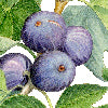 Demetra verde - Canovaccio da cucina