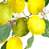 Etruscan giallo - Canovaccio da cucina