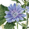 Fragrance celeste - Canovaccio da cucina