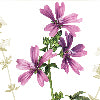 Fragrance rosa - Canovaccio da cucina