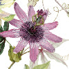 Granadilla rosa - Canovaccio da cucina