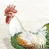 Rooster bianco - Canovaccio da cucina