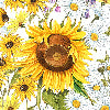 Sungarden girasoli - Canovaccio da cucina