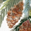Etoile - Canovaccio da cucina