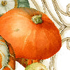 Cenerentola arancio - Canovaccio da cucina