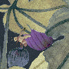 Ficus viola - Canovaccio da cucina