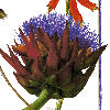 Fragrance viola - Canovaccio da cucina