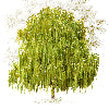 Greeson verde - Canovaccio da cucina