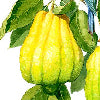 Limoncello giallo - Canovaccio da cucina