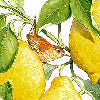 Limoncello verde - Canovaccio da cucina