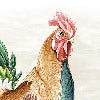 Rooster marrone - Canovaccio da cucina