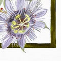 Kurbis fiori - Canovaccio da cucina